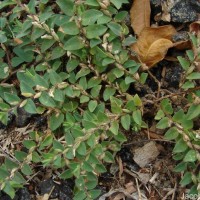 Crotalaria hebecarpa (DC.) Rudd